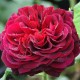 Trandafir floribund  Astrid Grafin Von Hardenberg  RNA